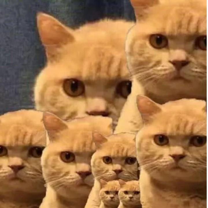 橘一群猫
