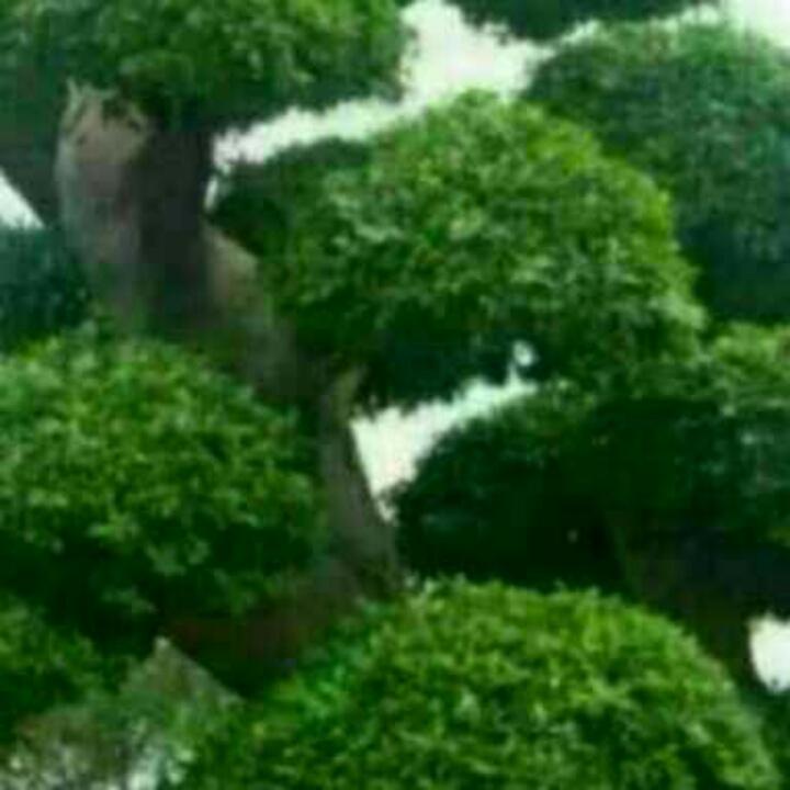 飞翔