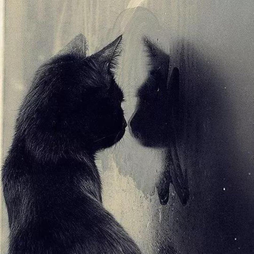 夜猫YMT