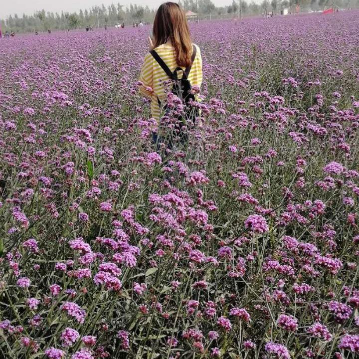 💕漫山遍野的花💕