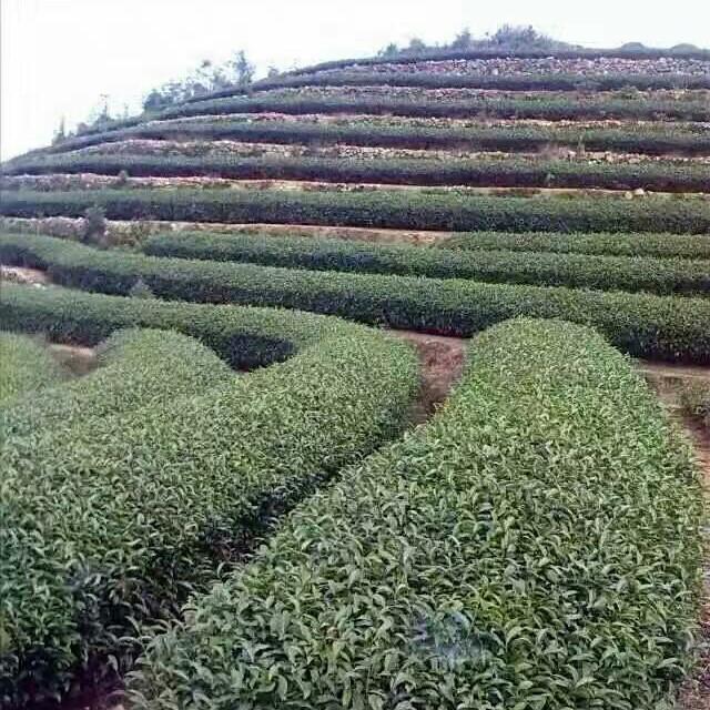 啊宝奇兰茶