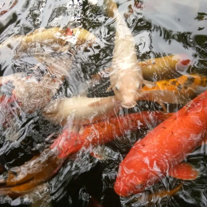 GangZi