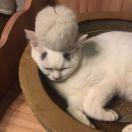 战斗之软尼怪兽