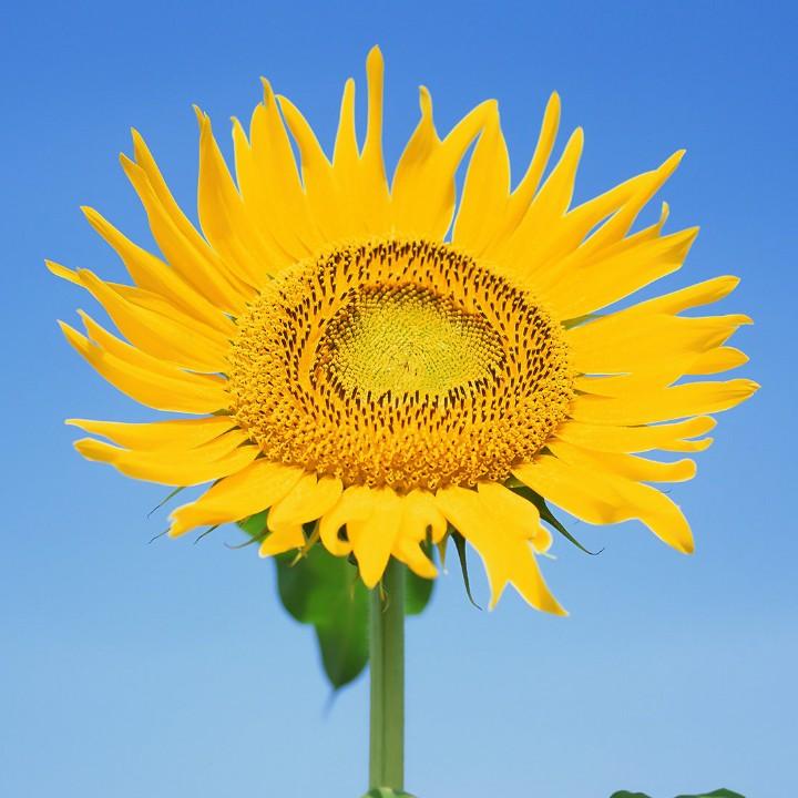 向阳花