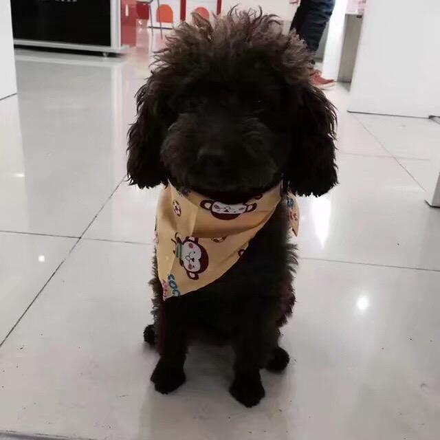 天全县鑫鑫通讯手机店