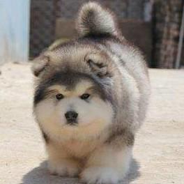 辉火