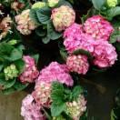 一天更比一天美