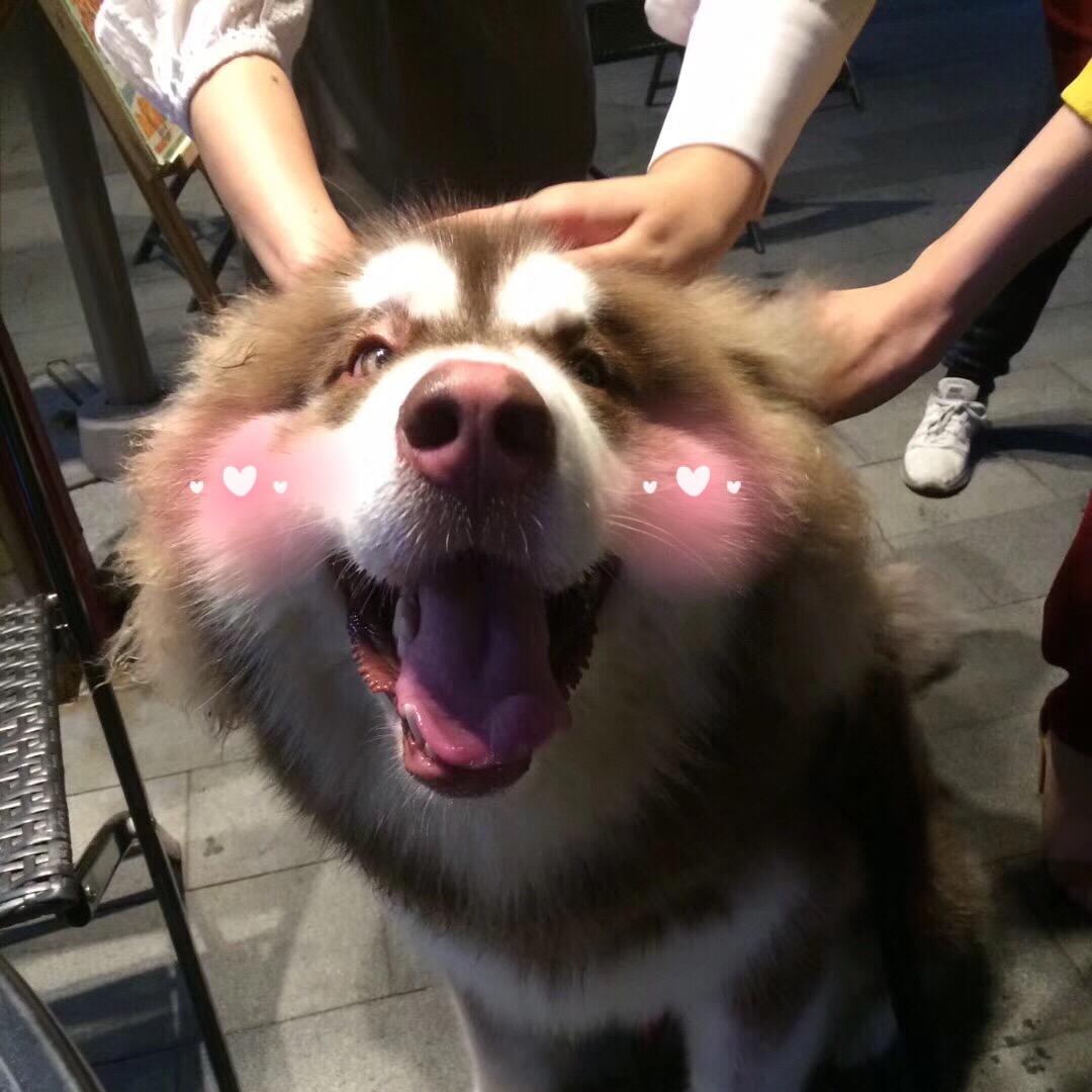 小小脚皮的日常