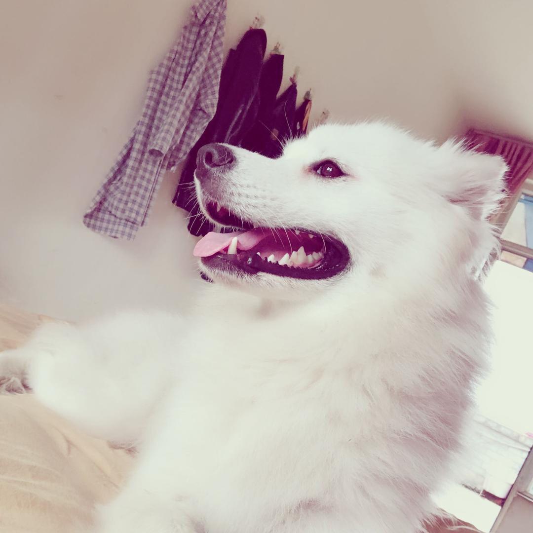 L、