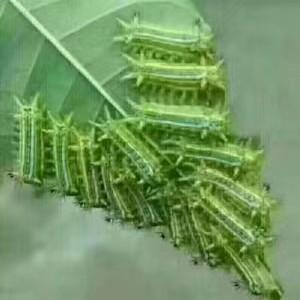 美丽符号