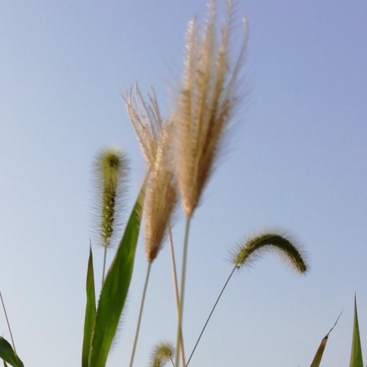 风🍃