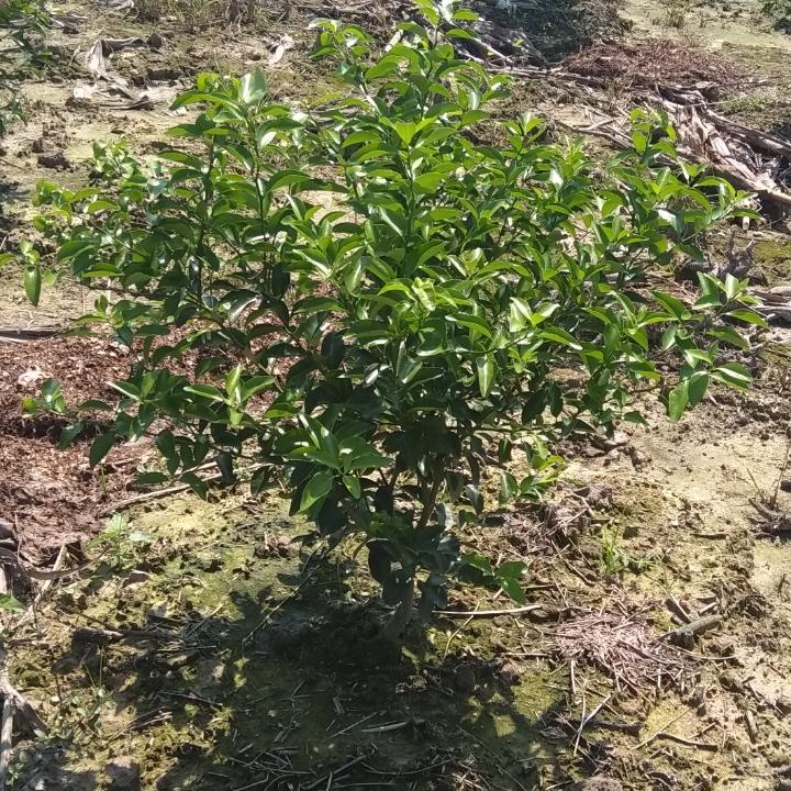 彩虹弥漫