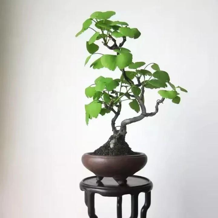 悠然桩景