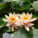 心宽无处不桃源