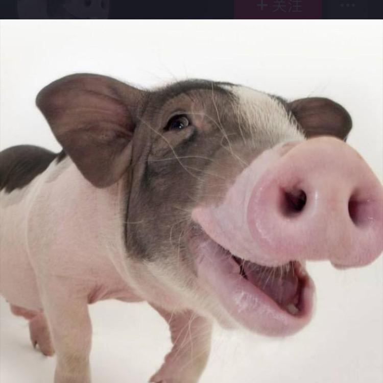 吃了一碗大头三挂面