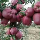 豹子天天鲜果供应链