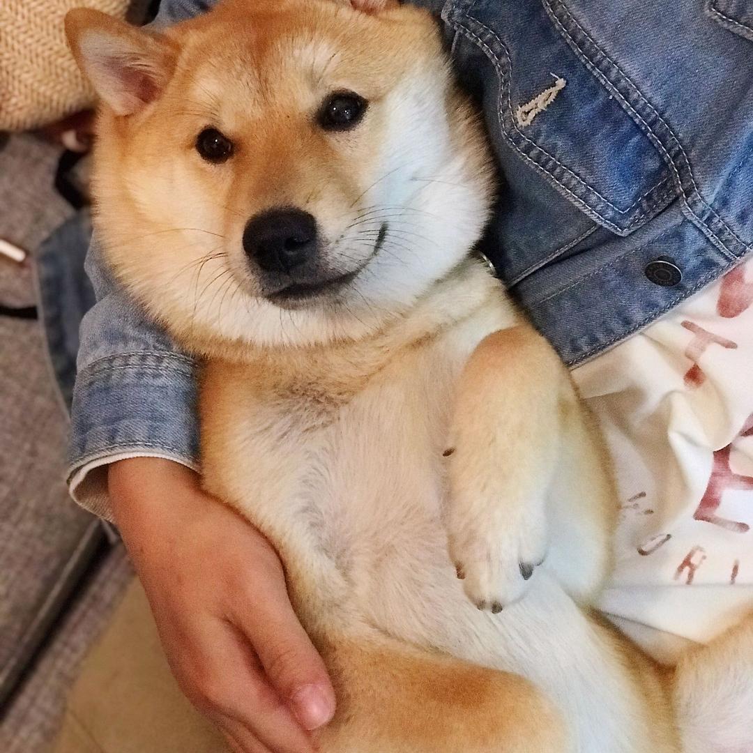 胖达在哪里呀