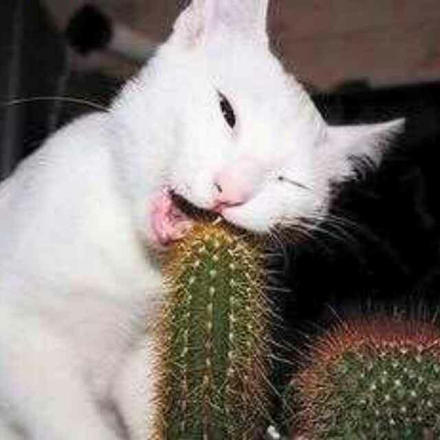 🕊   步步高申   ᭄💞