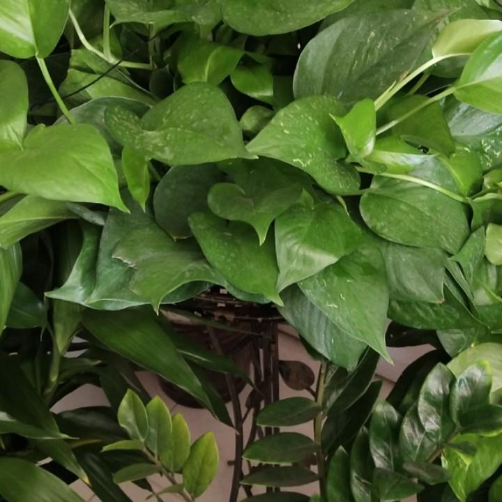 平安