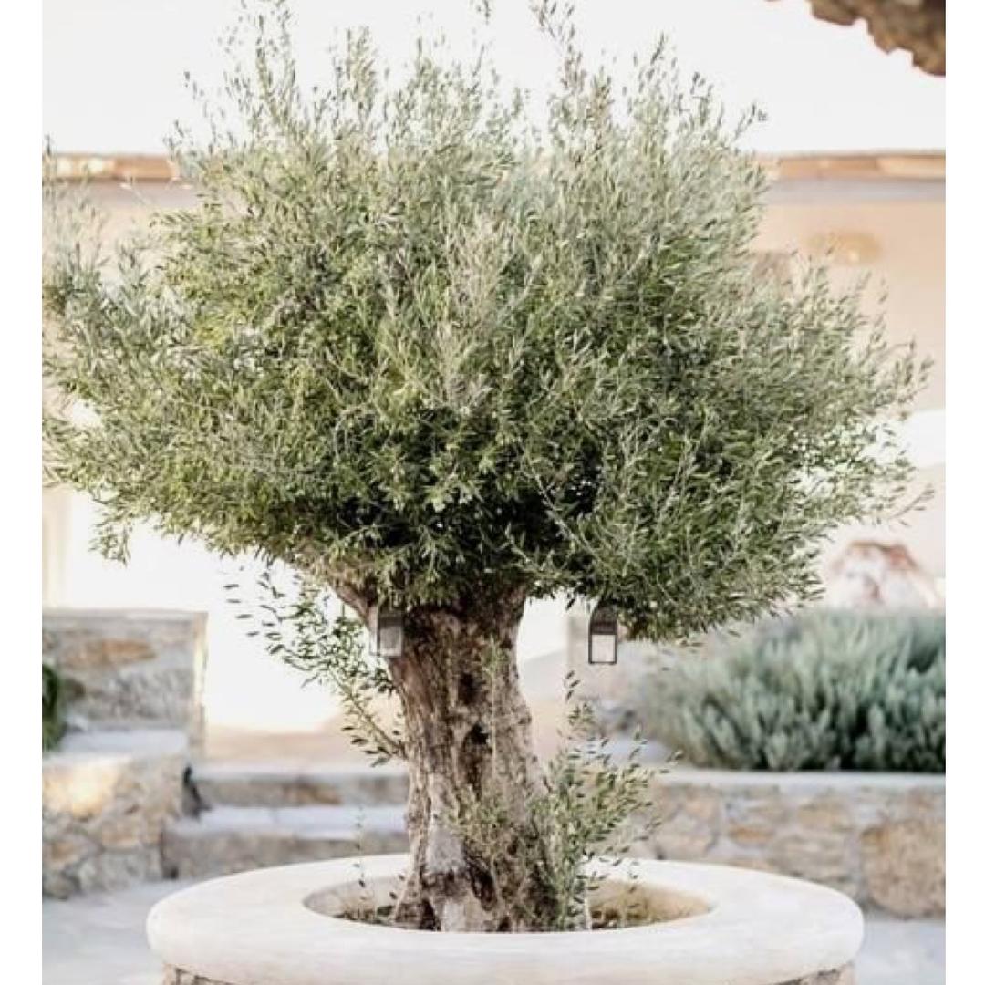 美好花园观赏植物馆