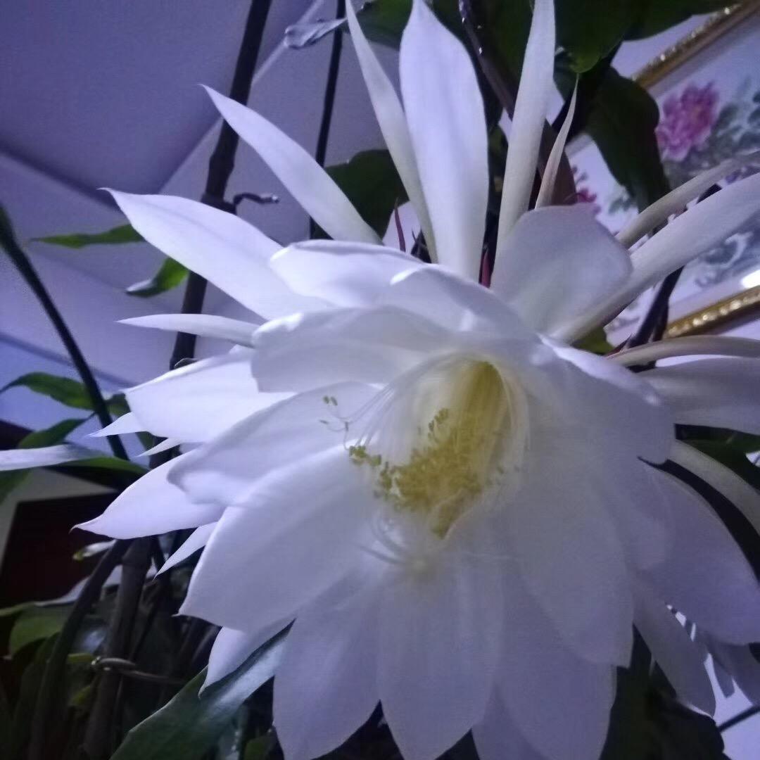 寒冰