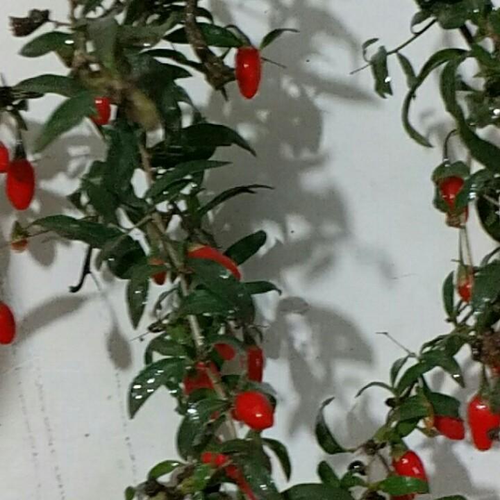 漂洋过海来看你