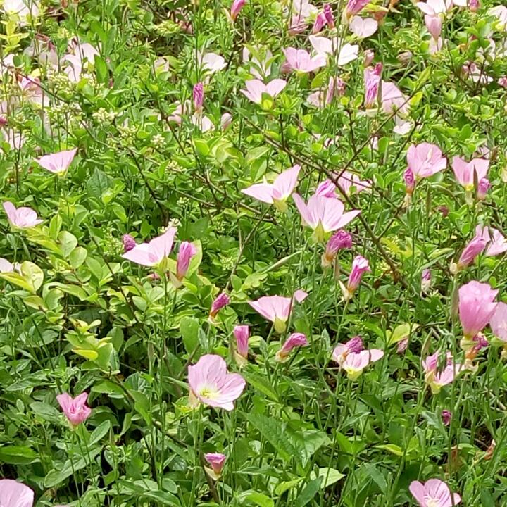 六月雨☔️☔️荷