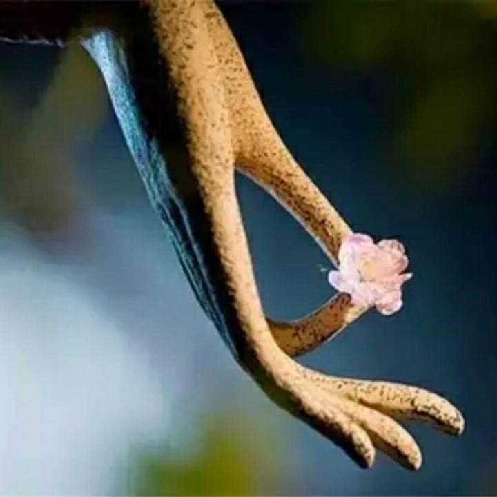 樱桃