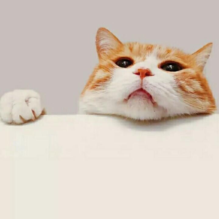 灬丶