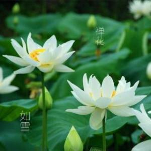 花花            ╲