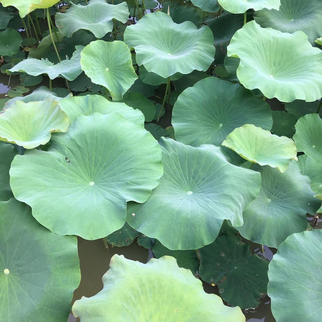 轻轻松松过好一生