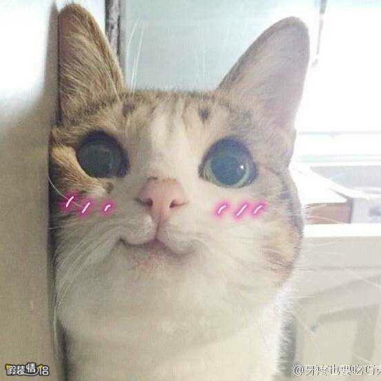 木瓜