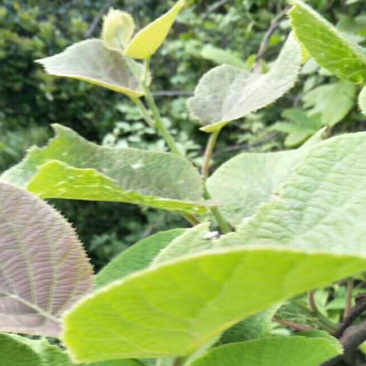 人生如茶。