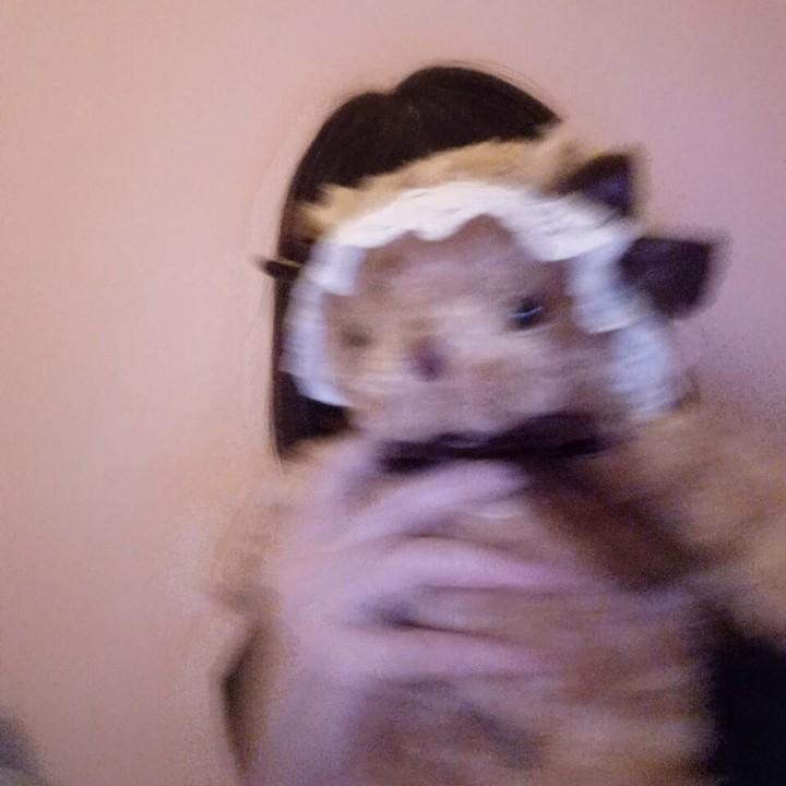 幸福小猫