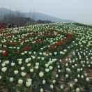 墨岩文具超市（常庄一中门口）