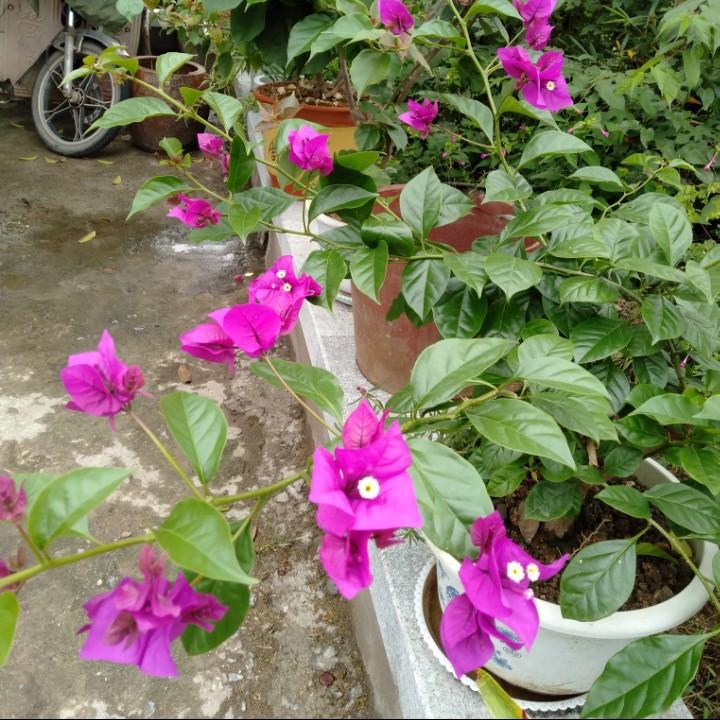 芬托