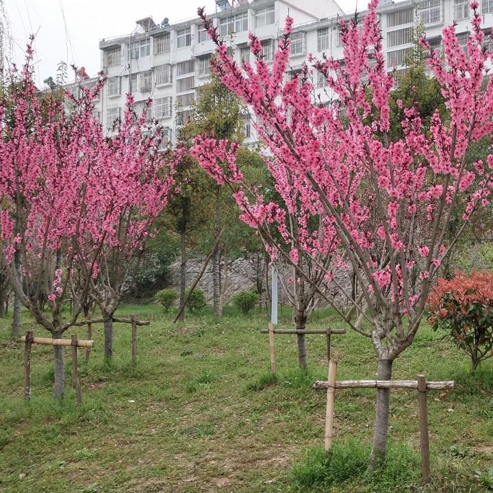 约定