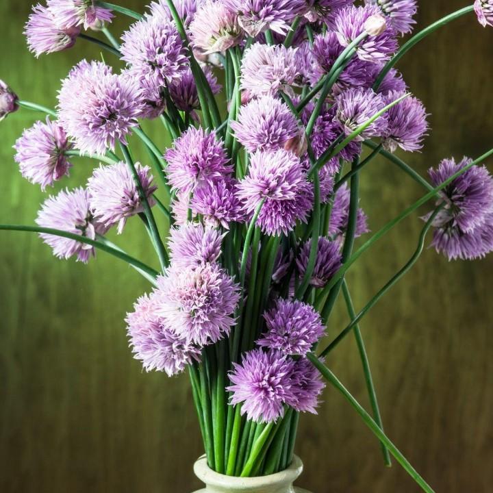 镇海五里牌土灶台，雪莲花