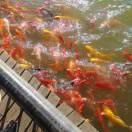 弭霞(米建荣牛肉)