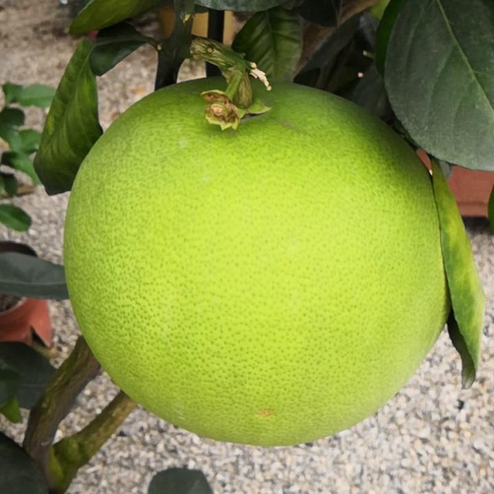 阿强
