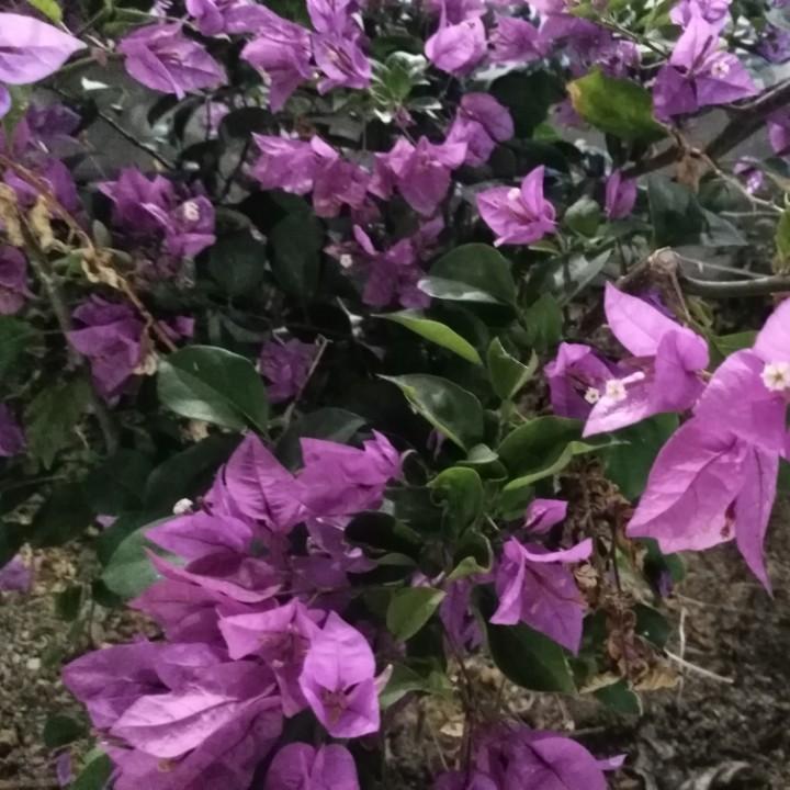 忠