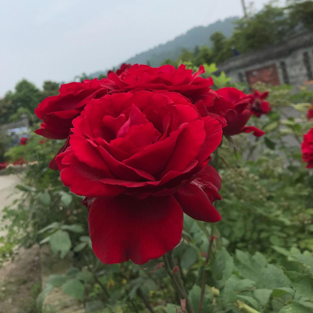 @❤️🍎阳光总在风雨后