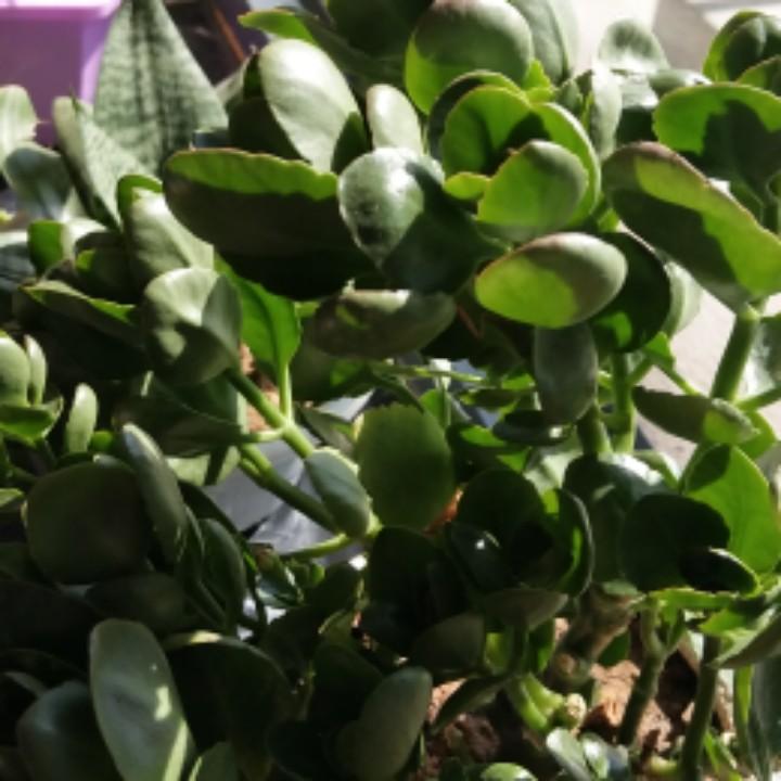幸运草
