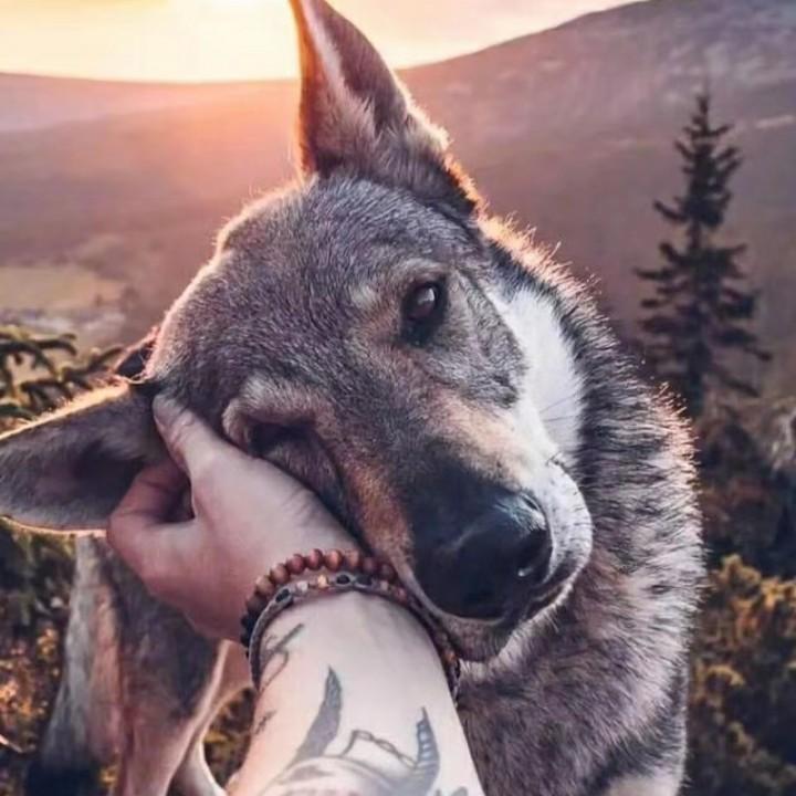Husky