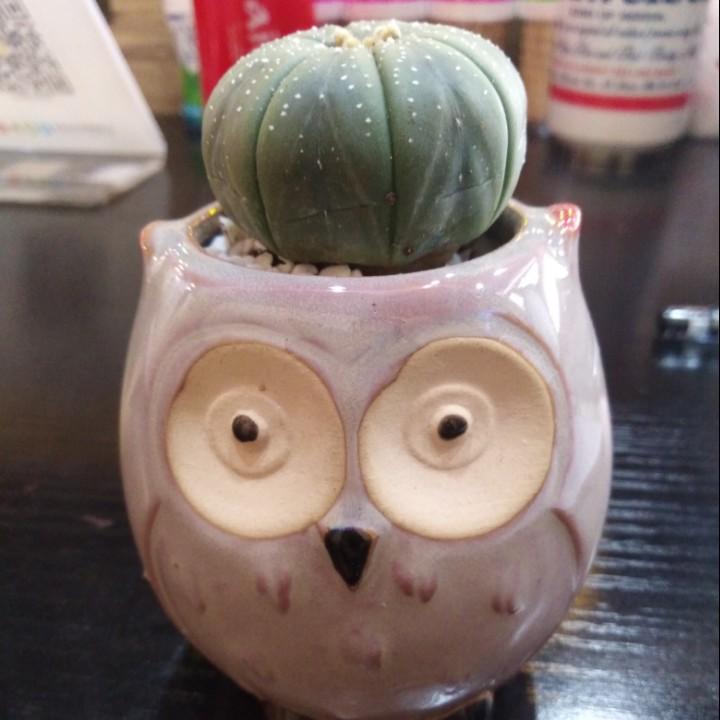 芬