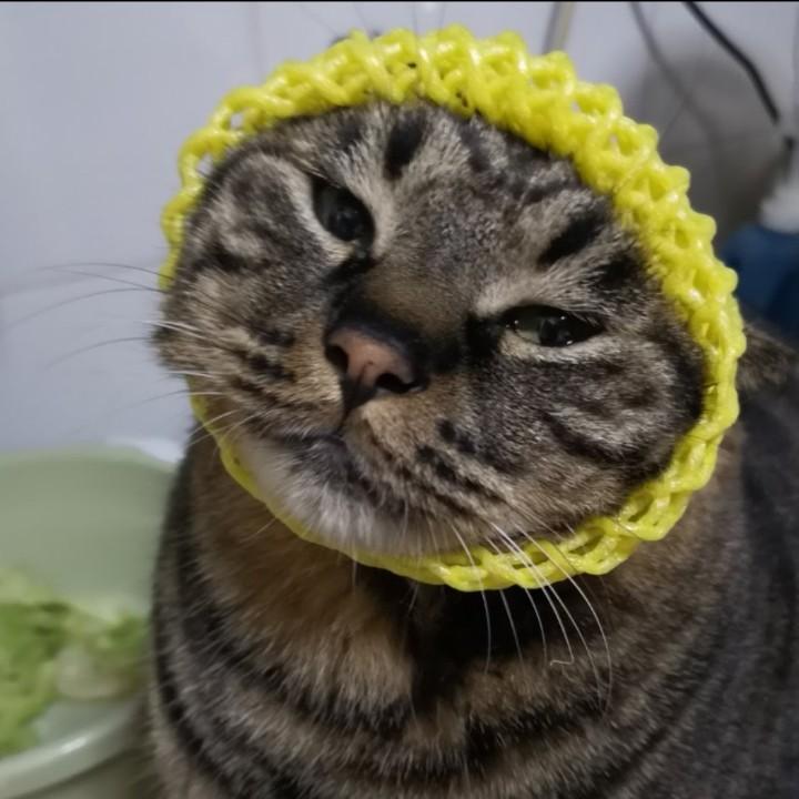 燕子青铜🐾