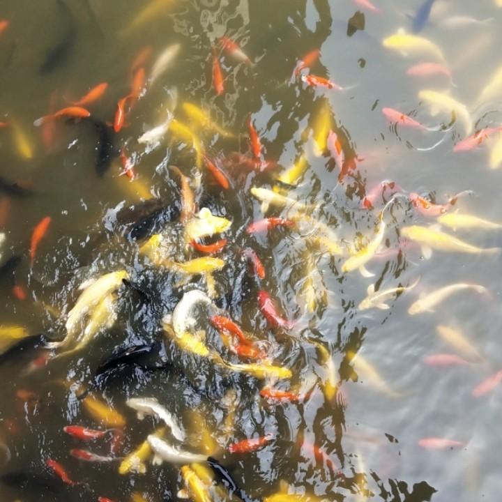忍冬花