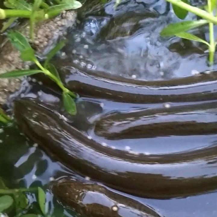 新臻鳝鱼养殖