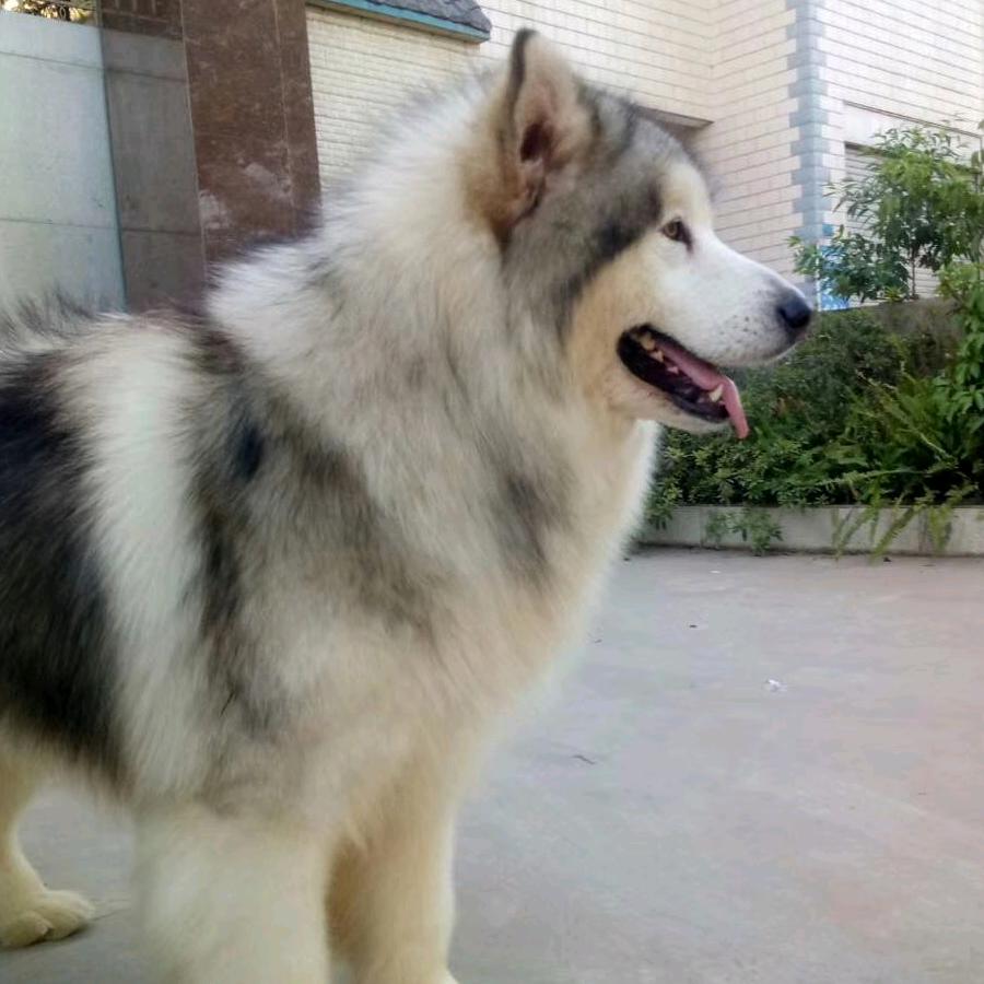 大玩家犬舍直播号