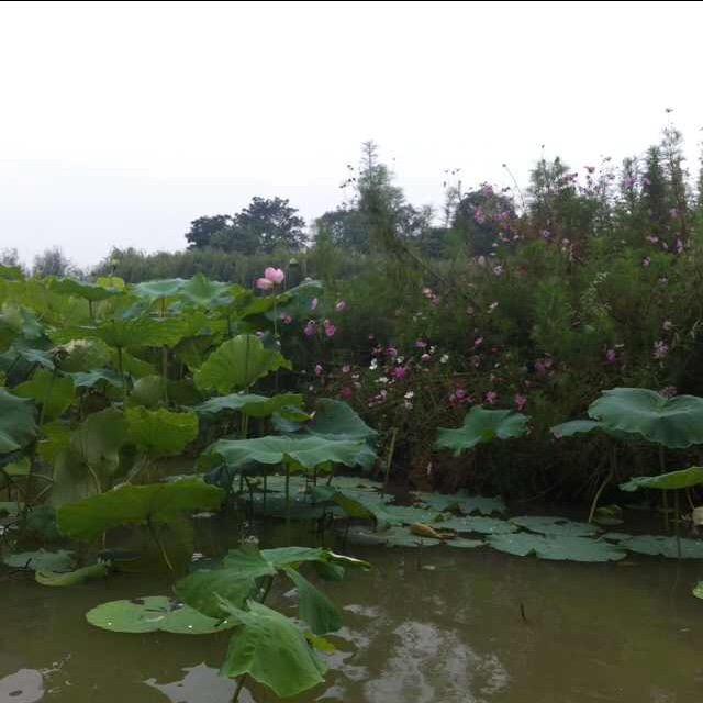 明天会更好